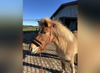 Caballos islandeses, Yegua, 6 años, 138 cm, Bayo