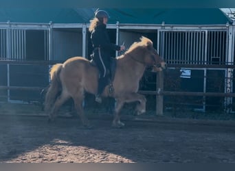 Caballos islandeses, Yegua, 6 años, 138 cm, Bayo