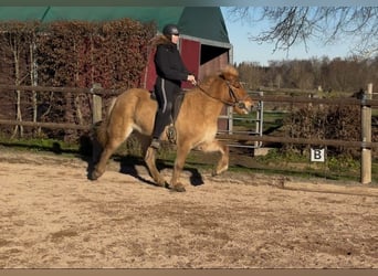 Caballos islandeses, Yegua, 6 años, 138 cm, Bayo