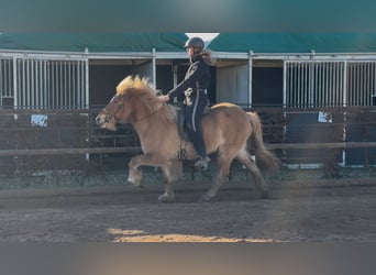 Caballos islandeses, Yegua, 6 años, 138 cm, Bayo