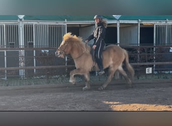 Caballos islandeses, Yegua, 6 años, 138 cm, Bayo