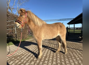 Caballos islandeses, Yegua, 6 años, 138 cm, Bayo