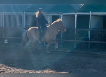 Caballos islandeses, Yegua, 6 años, 138 cm, Bayo