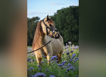 Caballos islandeses, Yegua, 6 años, 138 cm