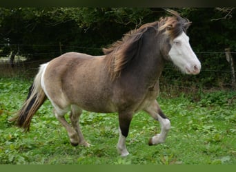 Caballos islandeses, Yegua, 6 años, 138 cm