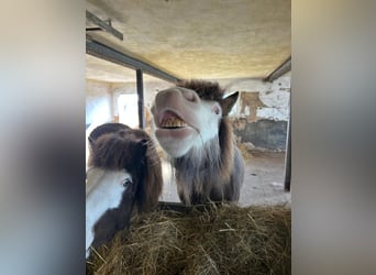 Caballos islandeses, Yegua, 6 años, 138 cm