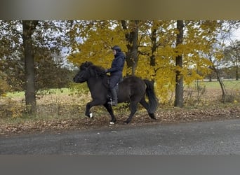 Caballos islandeses, Yegua, 6 años, 138 cm, Negro