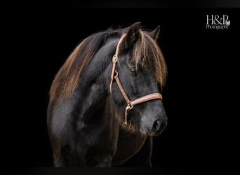 Caballos islandeses, Yegua, 6 años, 138 cm, Negro