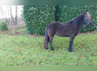 Caballos islandeses, Yegua, 6 años, 138 cm, Negro