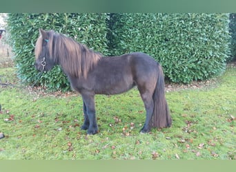 Caballos islandeses, Yegua, 6 años, 138 cm, Negro