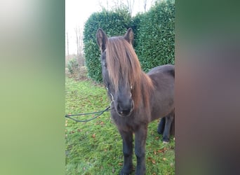 Caballos islandeses, Yegua, 6 años, 138 cm, Negro