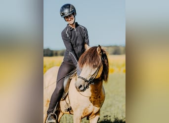 Caballos islandeses, Yegua, 6 años, 139 cm, Buckskin/Bayo