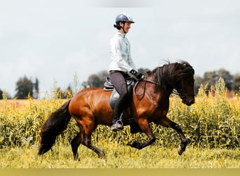 Caballos islandeses, Yegua, 6 años, 139 cm, Castaño