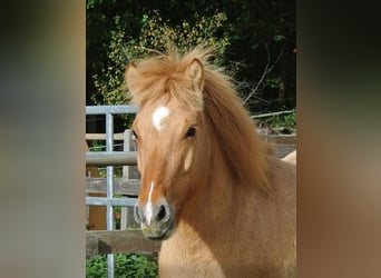 Caballos islandeses, Yegua, 6 años, 140 cm, Bayo