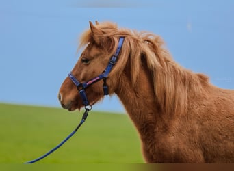 Caballos islandeses, Yegua, 6 años, 140 cm, Bayo