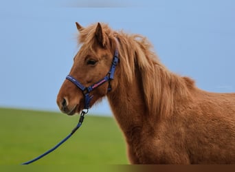 Caballos islandeses, Yegua, 6 años, 140 cm, Bayo