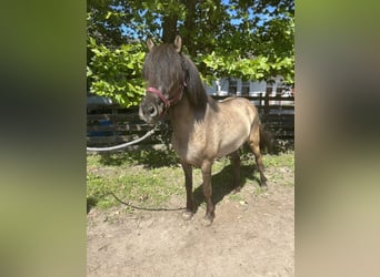 Caballos islandeses, Yegua, 6 años, 140 cm, Bayo