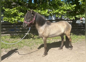 Caballos islandeses, Yegua, 6 años, 140 cm, Bayo