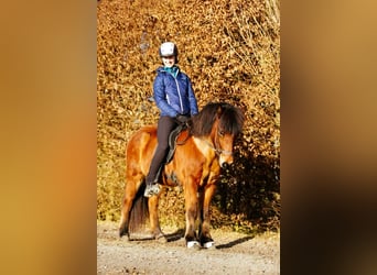 Caballos islandeses, Yegua, 6 años, 140 cm, Castaño