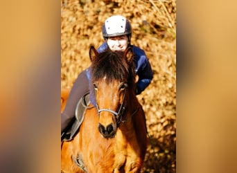 Caballos islandeses, Yegua, 6 años, 140 cm, Castaño