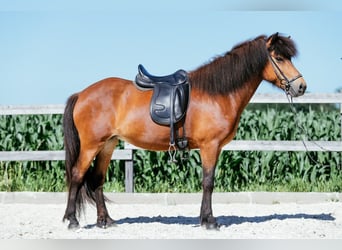 Caballos islandeses, Yegua, 6 años, 140 cm, Castaño