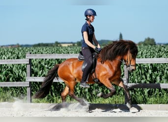 Caballos islandeses, Yegua, 6 años, 140 cm, Castaño