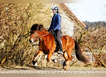 Caballos islandeses, Yegua, 6 años, 140 cm, Castaño