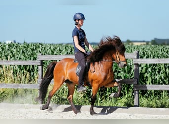 Caballos islandeses, Yegua, 6 años, 140 cm, Castaño