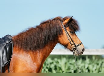Caballos islandeses, Yegua, 6 años, 140 cm, Castaño