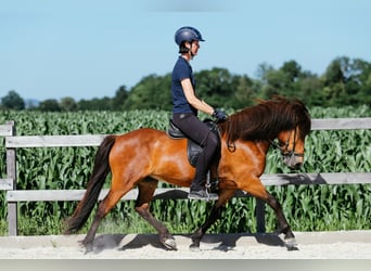Caballos islandeses, Yegua, 6 años, 140 cm, Castaño