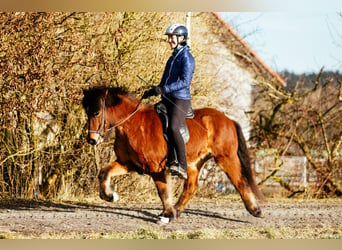 Caballos islandeses, Yegua, 6 años, 140 cm, Castaño