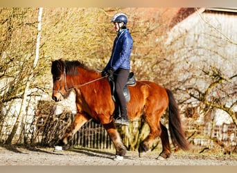 Caballos islandeses, Yegua, 6 años, 140 cm, Castaño