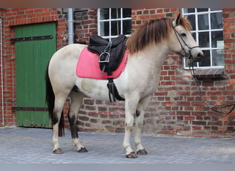 Caballos islandeses, Yegua, 6 años, 140 cm, Tobiano-todas las-capas