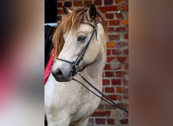 Caballos islandeses, Yegua, 6 años, 140 cm, Tobiano-todas las-capas