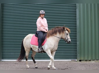 Caballos islandeses, Yegua, 6 años, 140 cm, Tobiano-todas las-capas