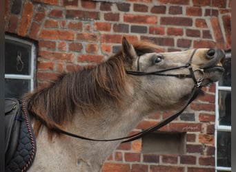 Caballos islandeses, Yegua, 6 años, 140 cm, Tobiano-todas las-capas