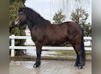 Caballos islandeses, Yegua, 6 años, 141 cm, Castaño oscuro