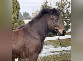 Caballos islandeses, Yegua, 6 años, 141 cm, Castaño oscuro