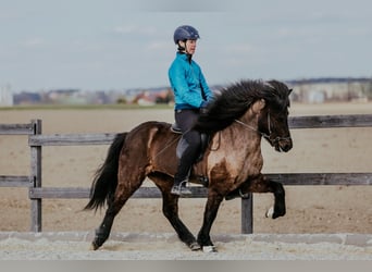 Caballos islandeses, Yegua, 6 años, 141 cm, Negro