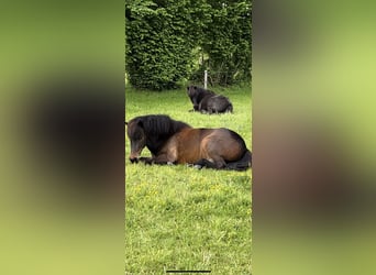 Caballos islandeses, Yegua, 6 años, 142 cm, Castaño