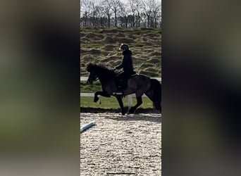 Caballos islandeses, Yegua, 6 años, 142 cm, Castaño