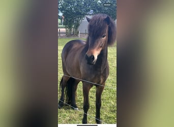 Caballos islandeses, Yegua, 6 años, 142 cm, Castaño