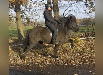 Caballos islandeses, Yegua, 6 años, 142 cm, Negro