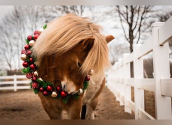 Caballos islandeses, Yegua, 6 años, 142 cm, Pío