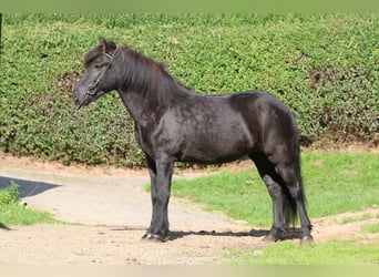 Caballos islandeses, Yegua, 6 años, 143 cm, Negro