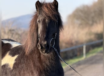 Caballos islandeses, Yegua, 6 años, 143 cm, Pío