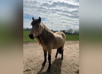 Caballos islandeses, Yegua, 6 años, 144 cm