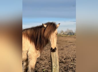 Caballos islandeses, Yegua, 6 años, 144 cm