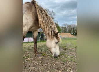 Caballos islandeses, Yegua, 6 años, 144 cm