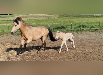 Caballos islandeses, Yegua, 6 años, 144 cm